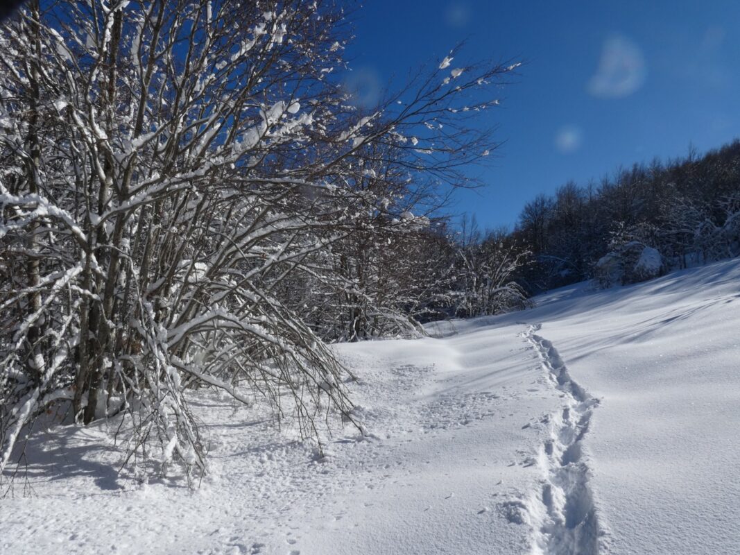 IMG-20210126-WA0046 tracce nella neve