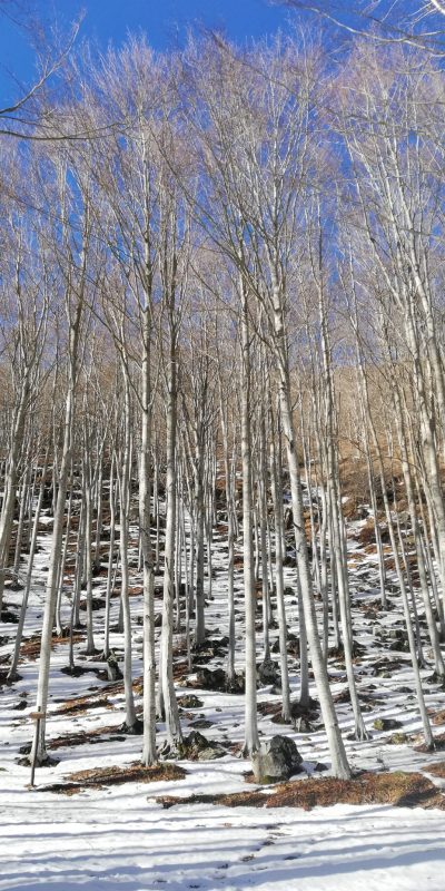 IMG-20211219-WA0033 faggeta