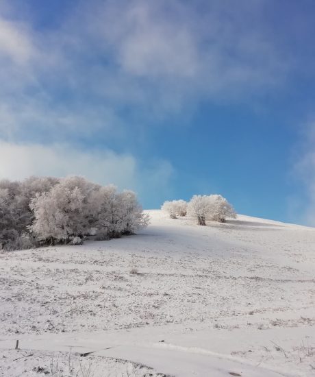 alberi con neve