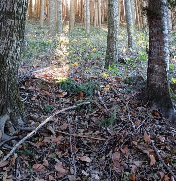 IMG-20231217-WA0065 foresta